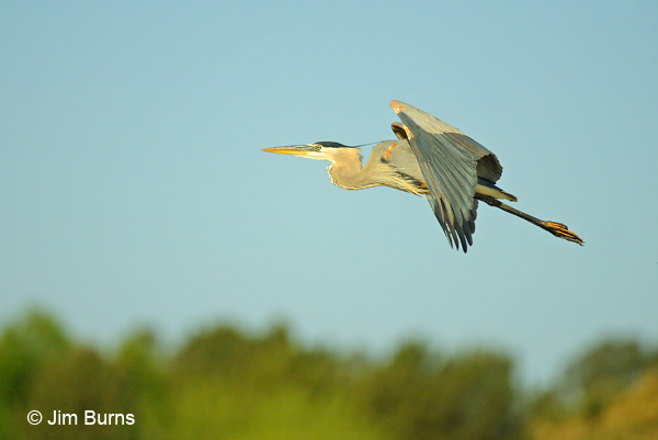 Great Blue Heron in flight dorsal wing view