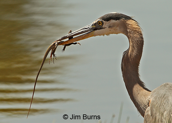 Tiger Whiptail captured by Great Blue Heron.