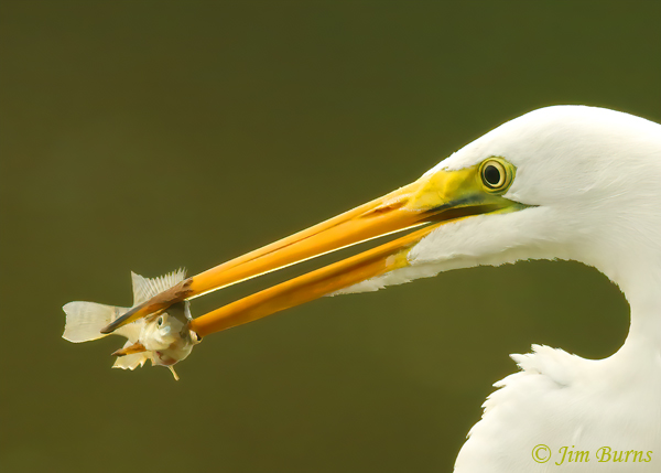 Great Egret with prey close-up--0013