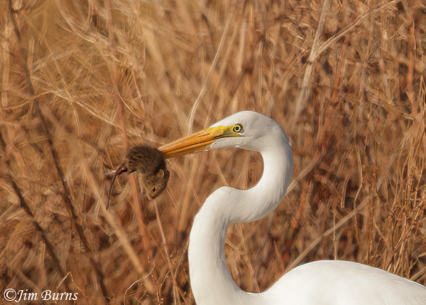 Great Egret with Cotton Rat--0232