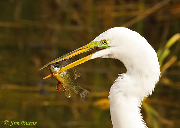 Great Egret with trout--0413