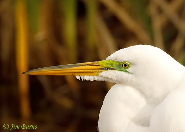 Great Egret breeding plumage close-up--0421