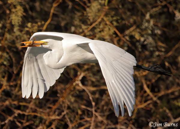 Great Egret flying with fish--1072