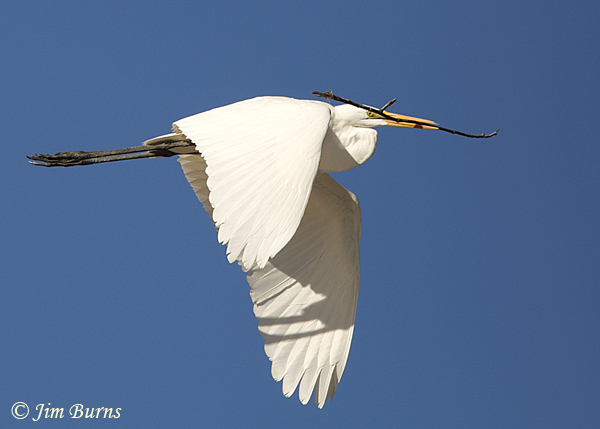 Great Egret with nesting material--4583