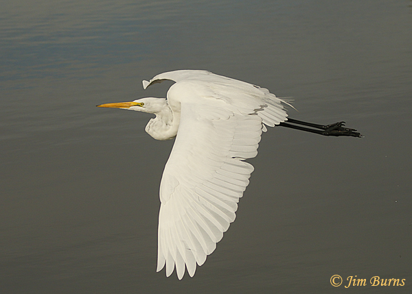 Great Egret, light bird, dark water--6048