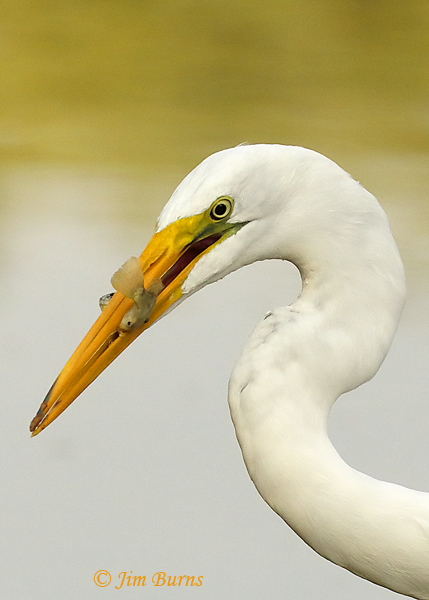 Great Egret with minnow--7376