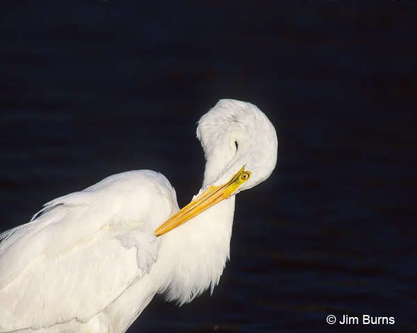 Great Egret cleaning up