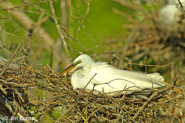 Great Egret female incubating