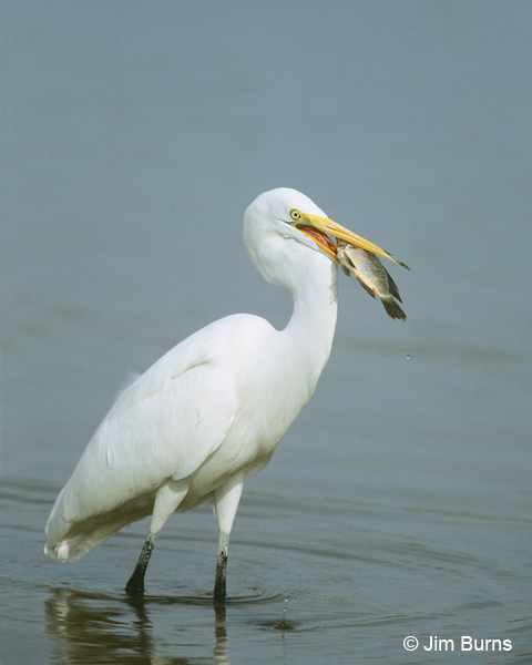 Great Egret positioning Talapia