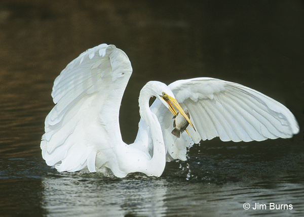 Great Egret snagging a Talapia