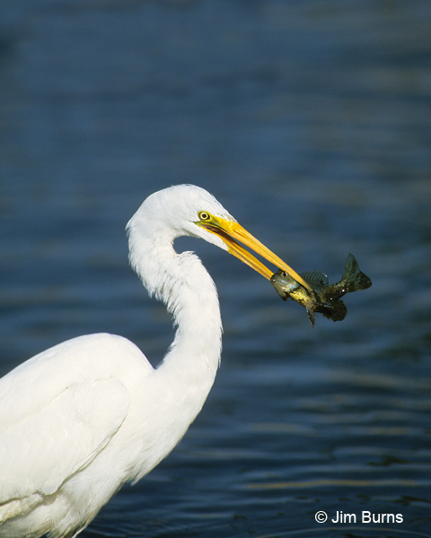 Great Egret with Talapia