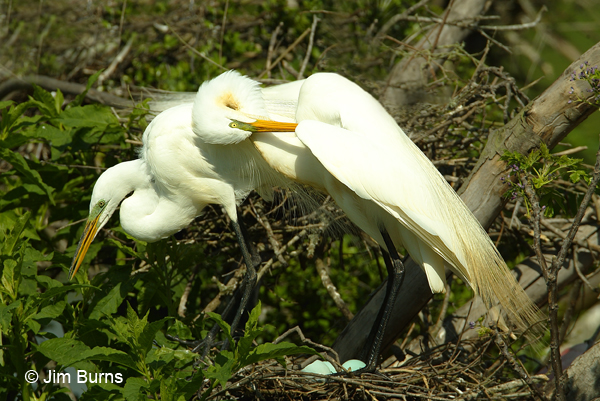 Great Egrets at nest