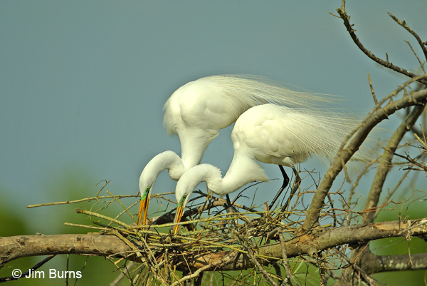Great Egrets building nest