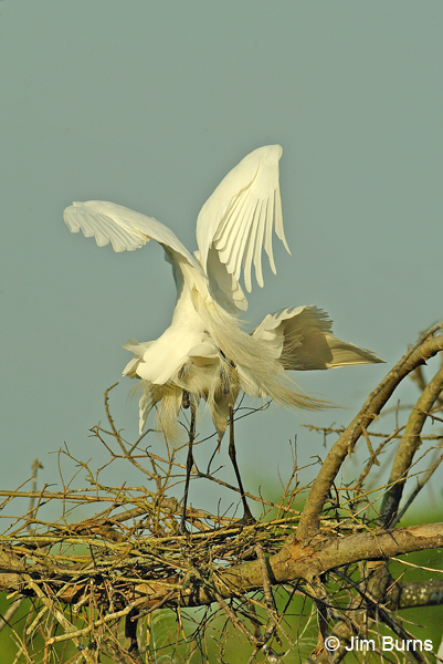 Great Egrets copulating