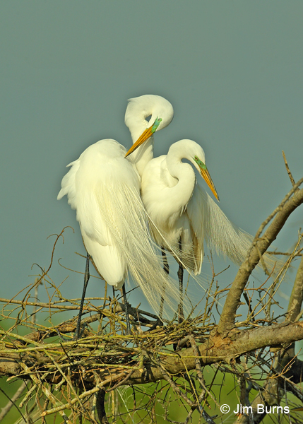 Great Egrets preening