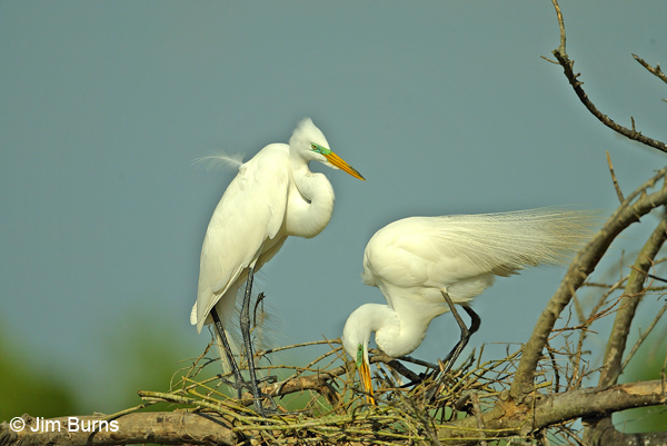 Great Egrets working on nest