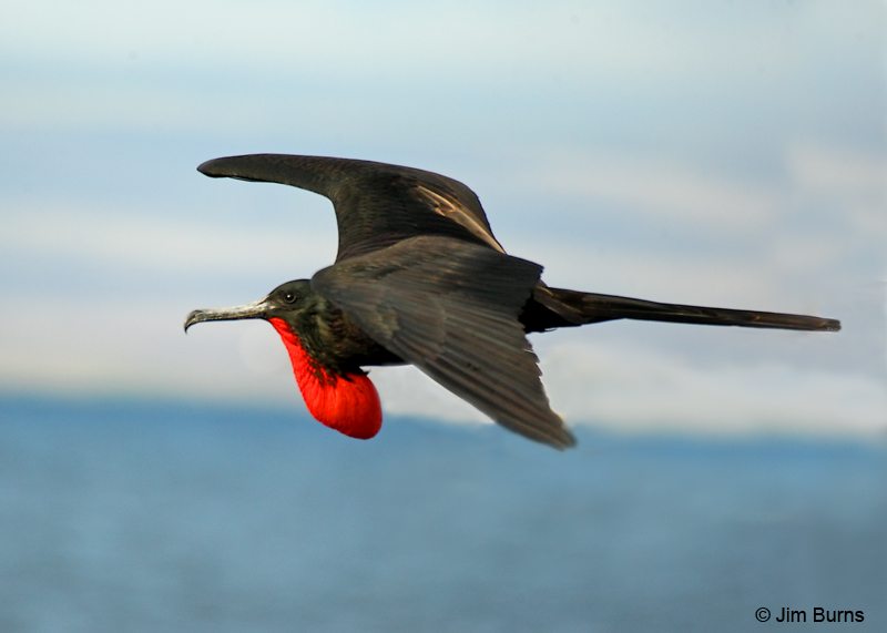 Great Frigatebird male in flight