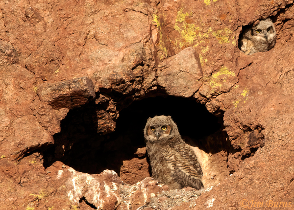 Great Horned Owlets in cliff grotto nest #2--9121