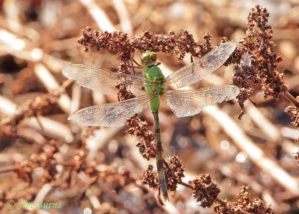 Great Pondhawk female with tattered wings, Maricopa Co., AZ, September 2021--5563.