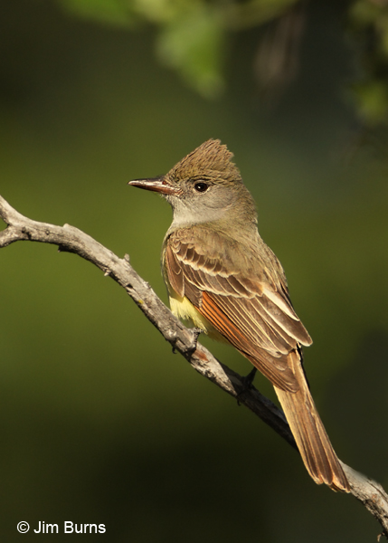 Great Crested Flycatcher dorsal view