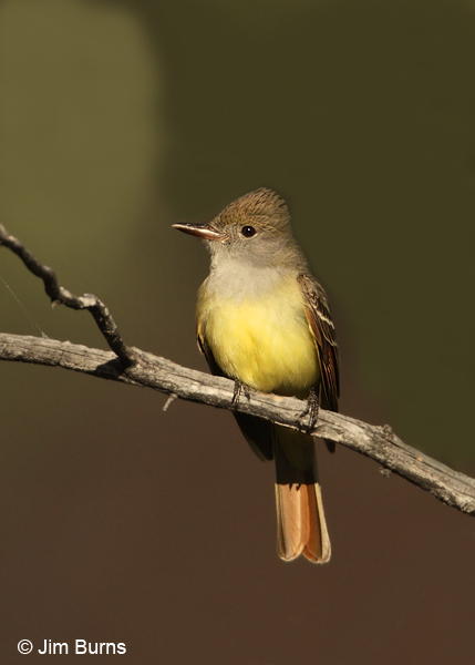 Great Crested Flycatcher ventral view