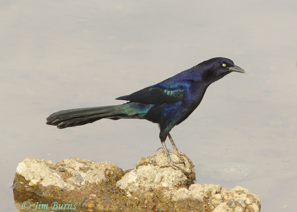 Great-tailed Grackle male iridescence--1138