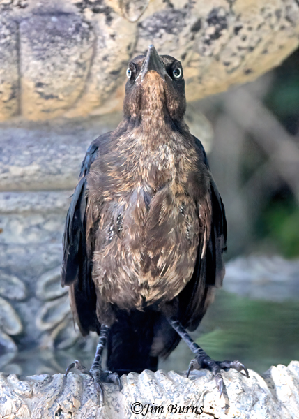 Great-tailed Grackle juvenile--2420