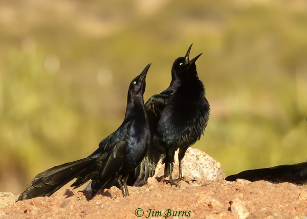 Great-tailed Grackle male group display from hilltop #2--3028