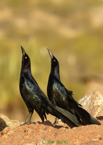 Great-tailed Grackle male group display from hilltop #4--3033