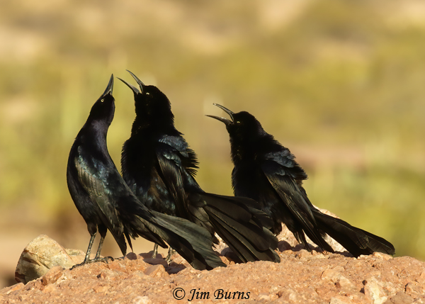 Great-tailed Grackle male group display from hilltop #3--3039