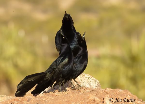 Great-tailed Grackle male group display from hilltop #5--3047