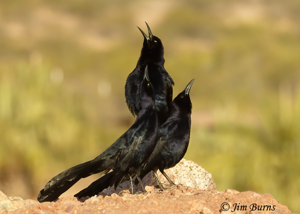 Great-tailed Grackle male group display from hilltop--3056