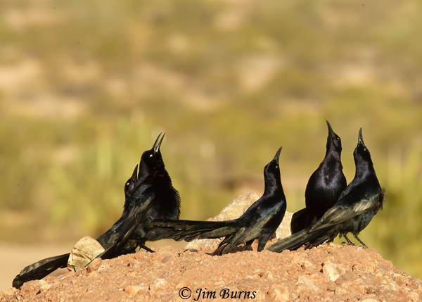 Great-tailed Grackle male group display from hilltop #7--3060