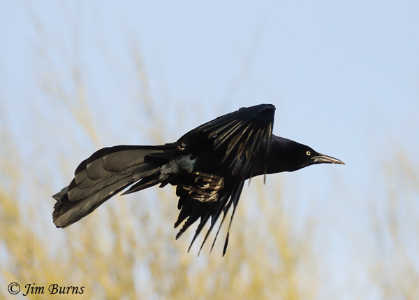 Great-tailed Grackle male in flight--4363