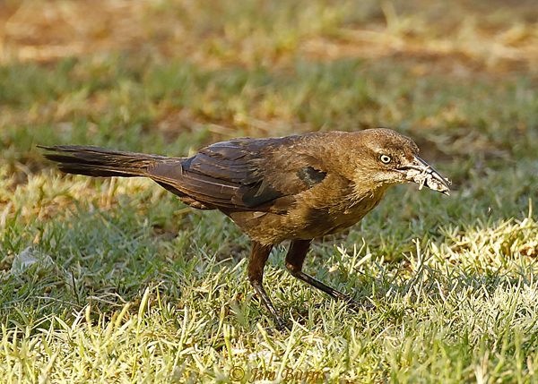 Great-tailed Grackle juvenile male with grasshopper--4841