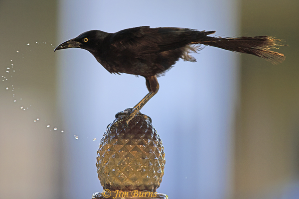 Great-tailed Grackle drinking at fountain--6860