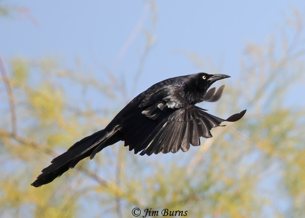 Great-tailed Grackle male in flight--7596