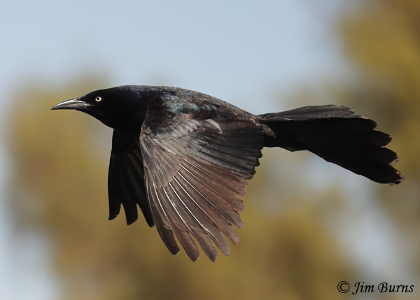 Great-tailed Grackle male in display flight--7615