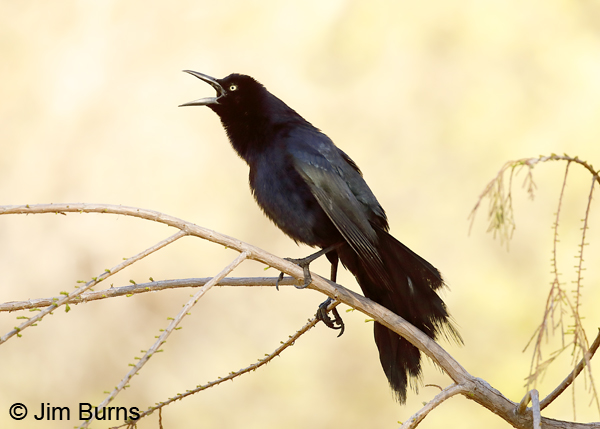 Great-tailed Grackle male displaying and calling 6580