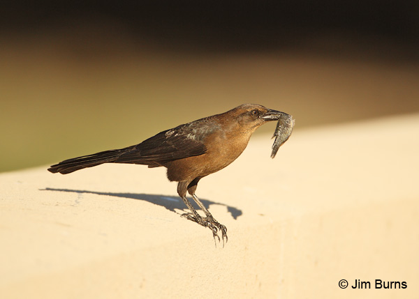 Great-tailed Grackle female with fish