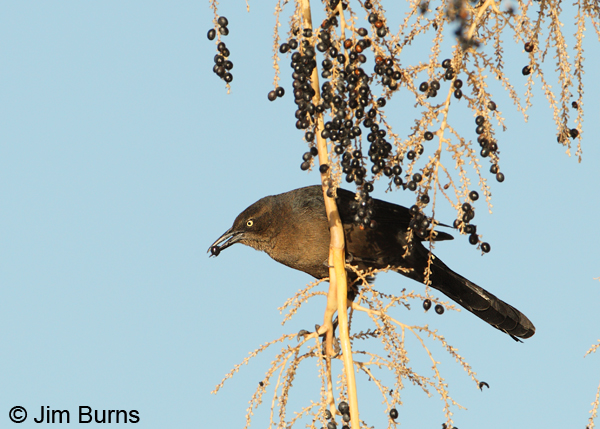 Great-tailed Grackle female in date palm