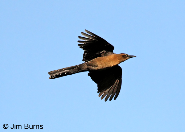 Great-tailed Grackle female