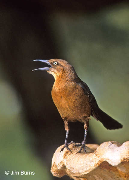 Great-tailed Grackle female calling