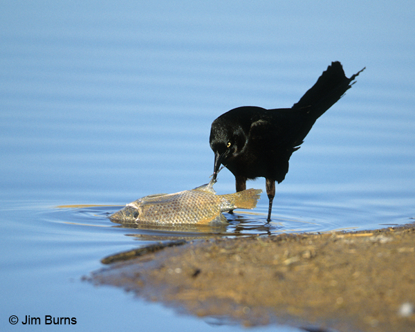 Great-tailed Grackle opportunistic feeding