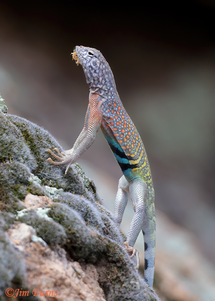 A rainbow of colors can be seen on this male Greater Earless Lizard, alert on the rocks below the Picket Post House.