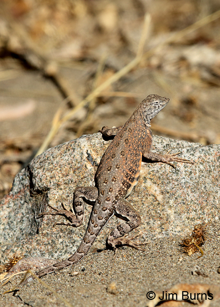 Greater Earless Lizard female