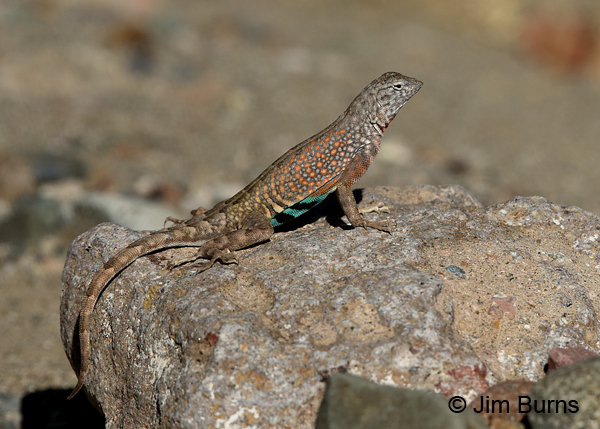 Greater Earless Lizard male on rock