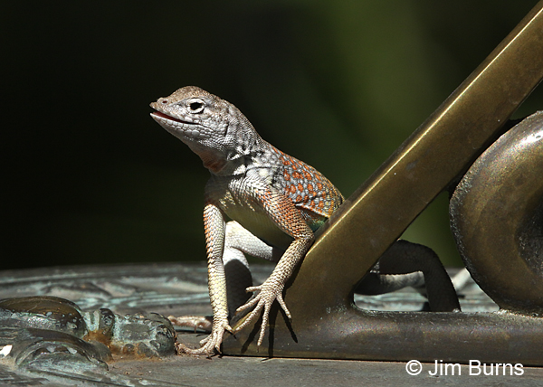 Greater Earless Lizard male on sundial