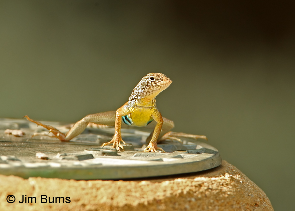 Greater Earless Lizard showing yellow chest