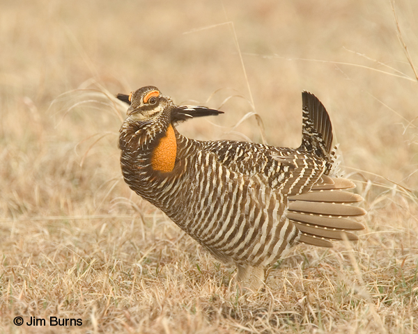 Greater Prairie-Chicken male with pinnae extended